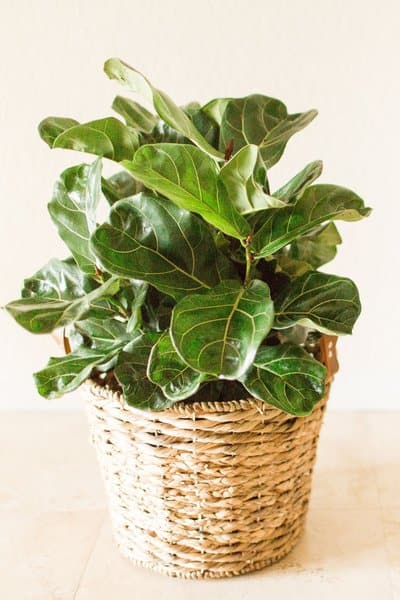 Fiddle-Leaf Fig Tree require high humidity and indirect light for it to grow