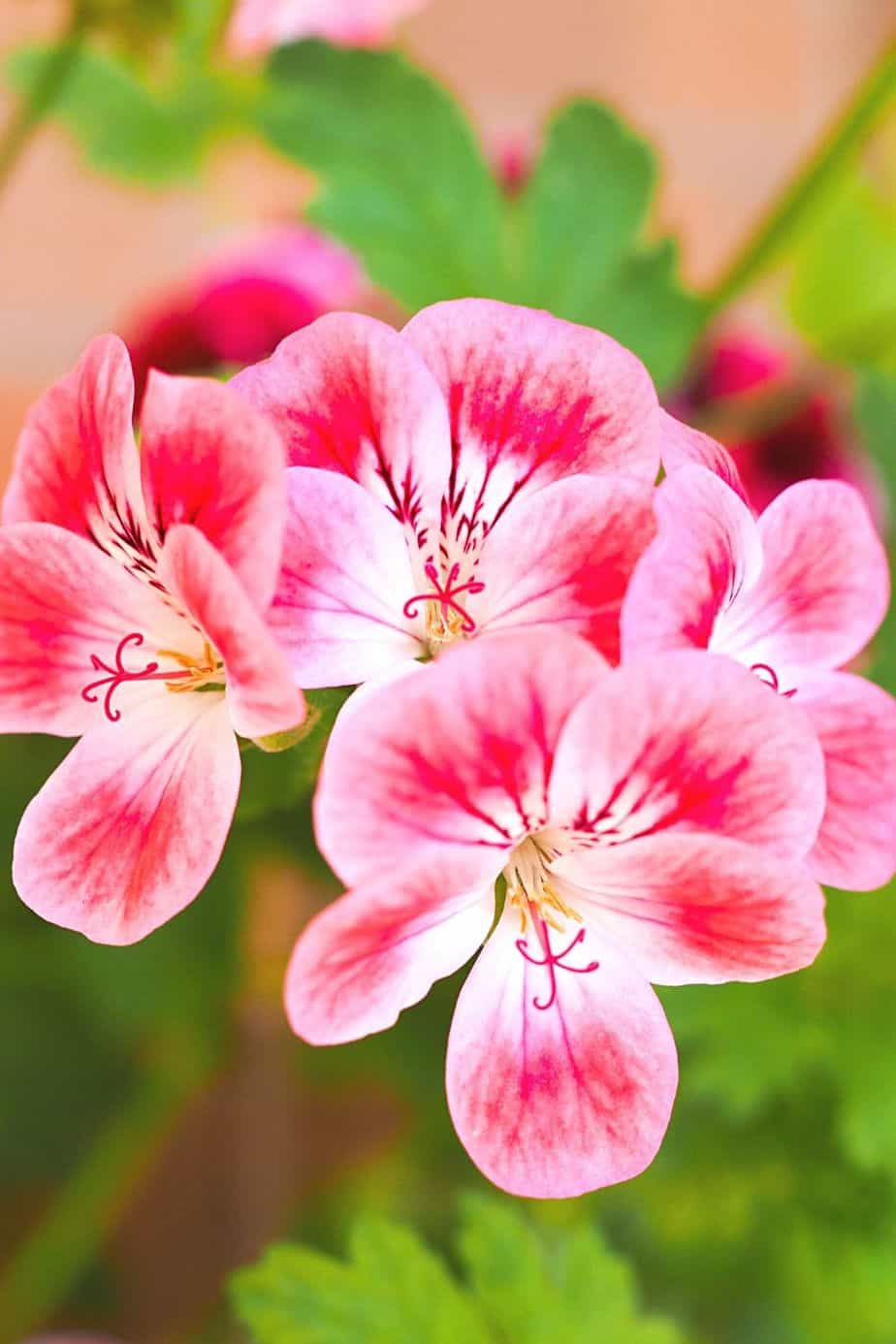 Geranium contains two compounds, linalool and geraniol, that is toxic for cats