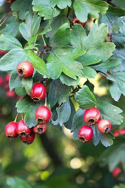 Hawthorn Berry grows white flowers that turn into red berries safe for your dogs