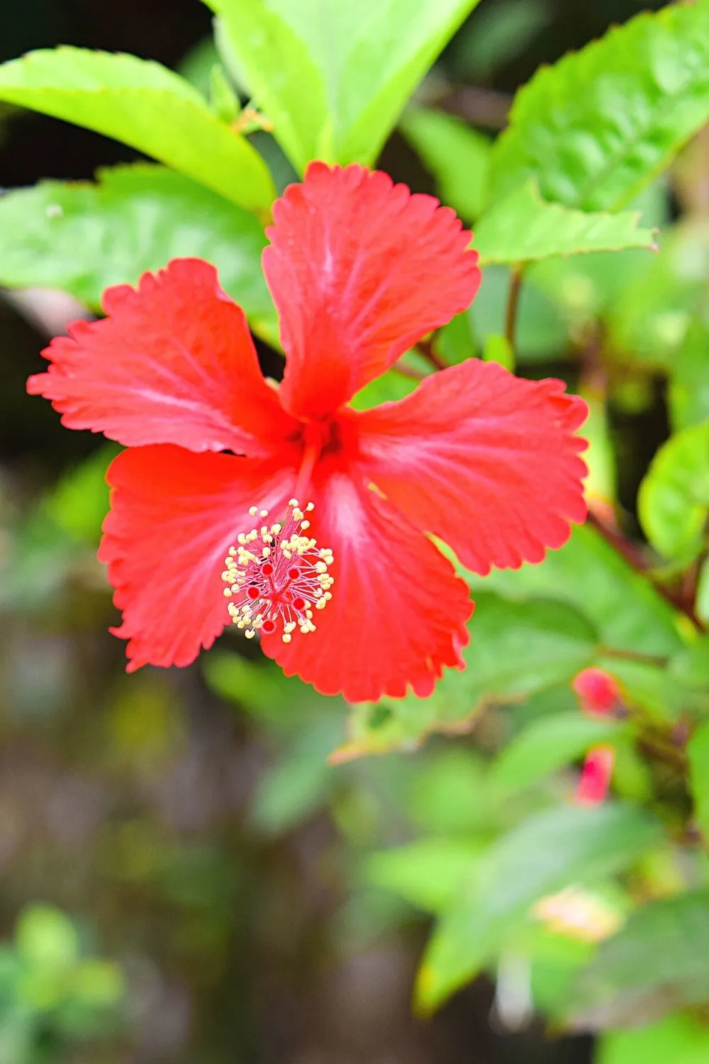 Just like the Bird of Paradise, Hibiscus (Hibiscus rosa-Sinensis) needs bright light for it to bloom