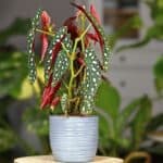 How to Propagate Begonia Maculata