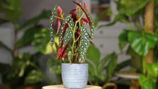 How to Propagate Begonia Maculata