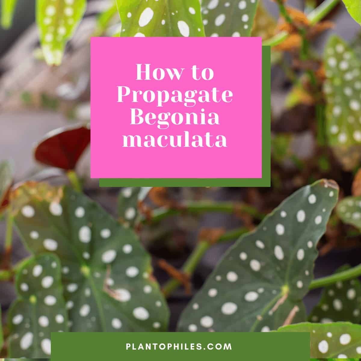 How to Propagate Begonia maculata. 3 Best Methods