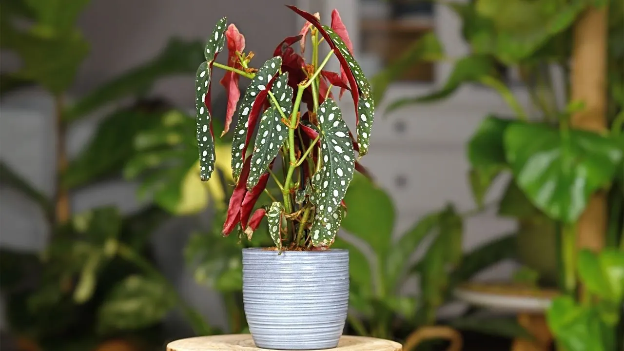 How to Propagate Begonia maculata. 3 Best Methods