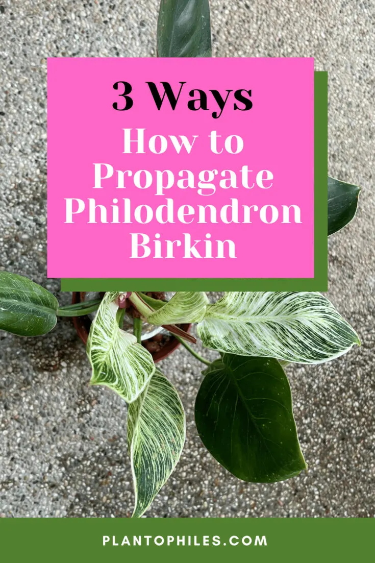 How to Propagate Philodendron birkin