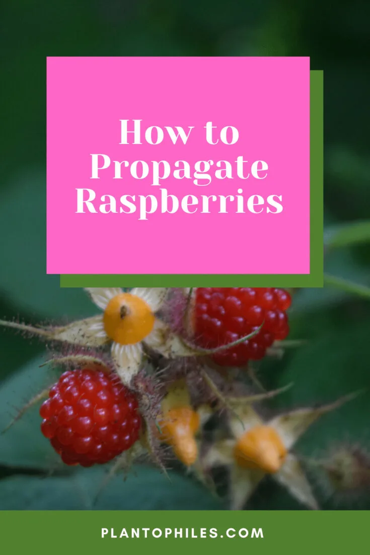 How to Propagate Raspberries