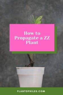 3 Methods How to Propagate a ZZ Plant - Best Guide