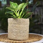 How to Repot a Philodendron Birkin