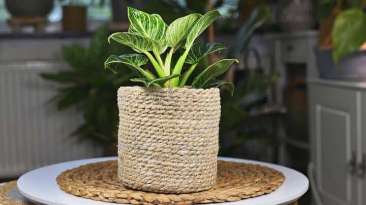 6 Best Steps How to Repot a Philodendron Birkin – Revealed!