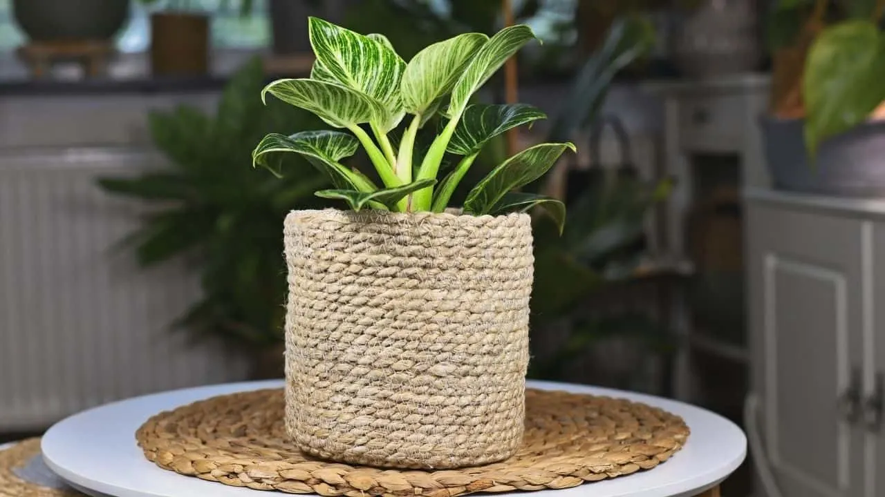 How to Repot a Philodendron birkin