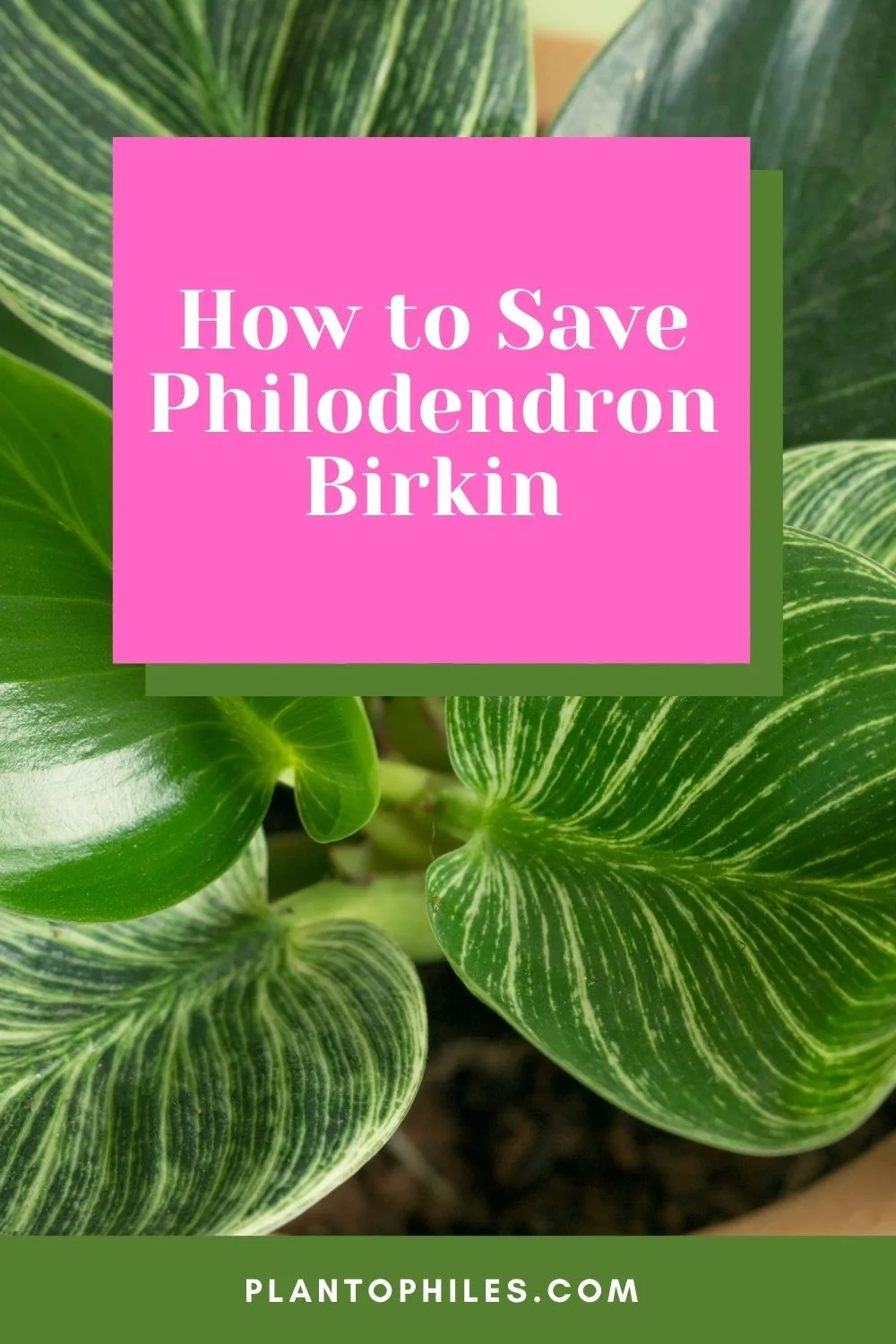 How to Save Philodendron Birkin