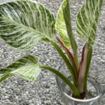 How to propagate Philodendron Birkin