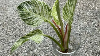 How to propagate Philodendron Birkin