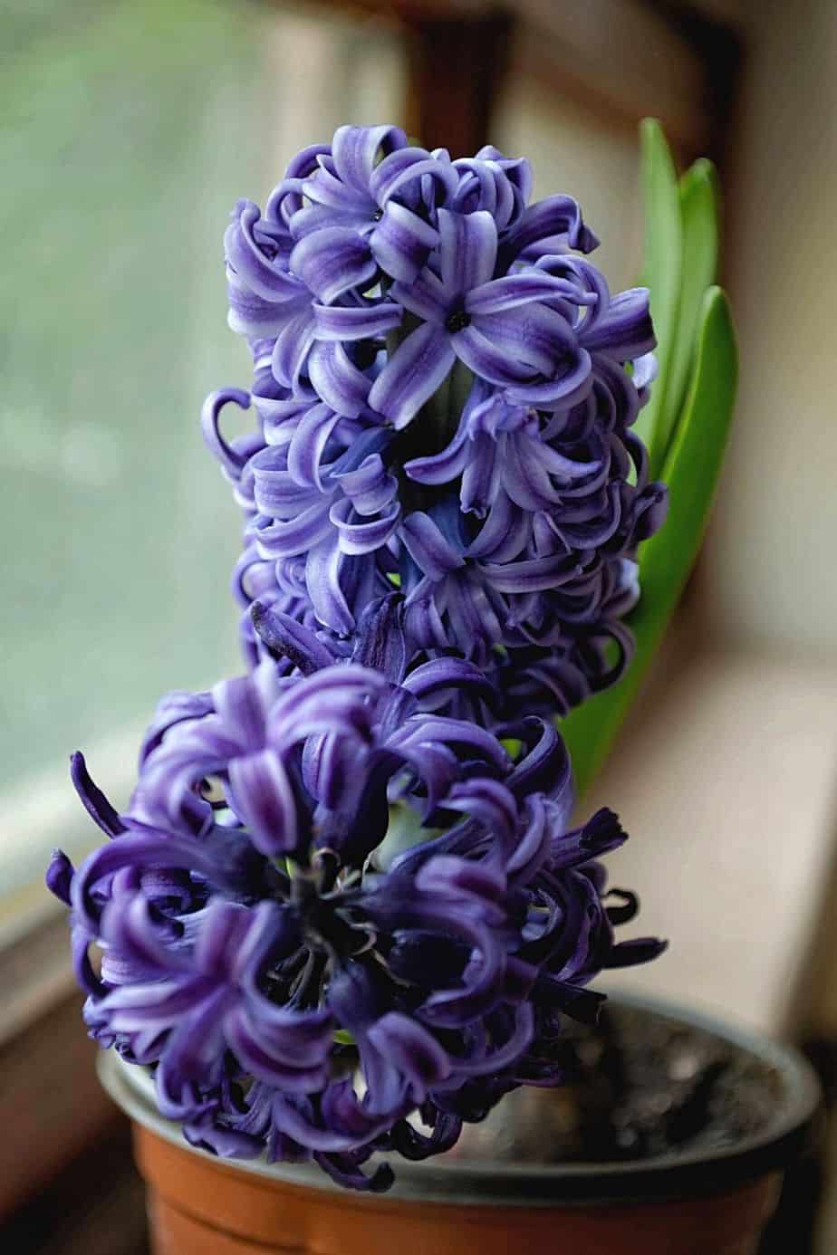 Another commonly gifted plant, Hyacinth is toxic for cats