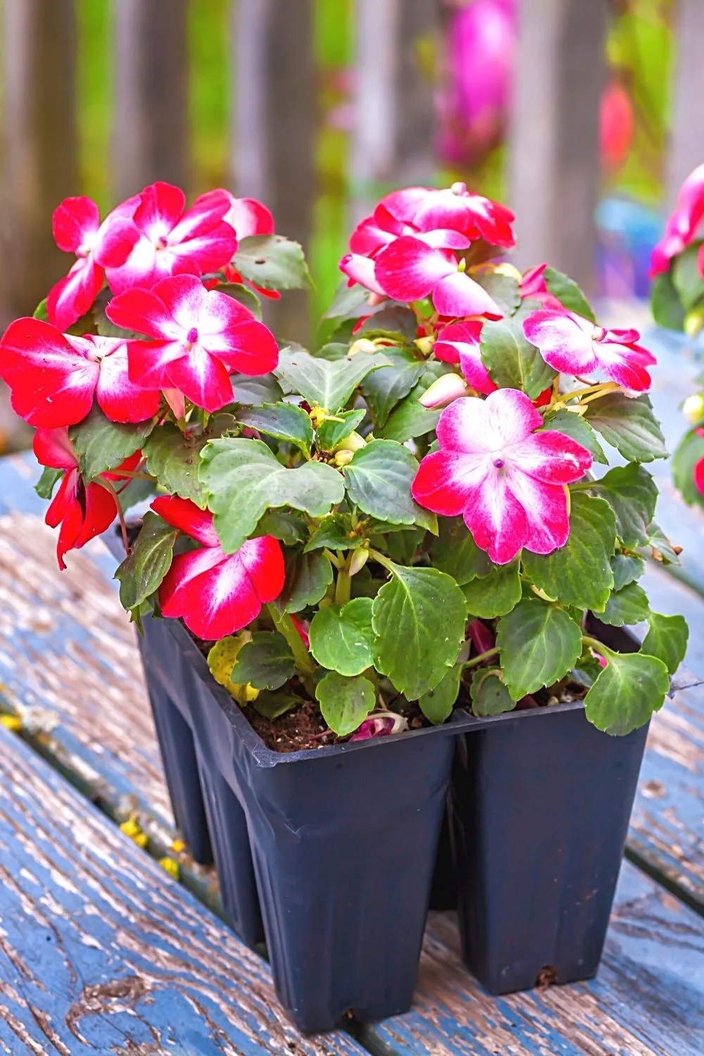 Impatiens is another beautiful plant that you can grow in the water
