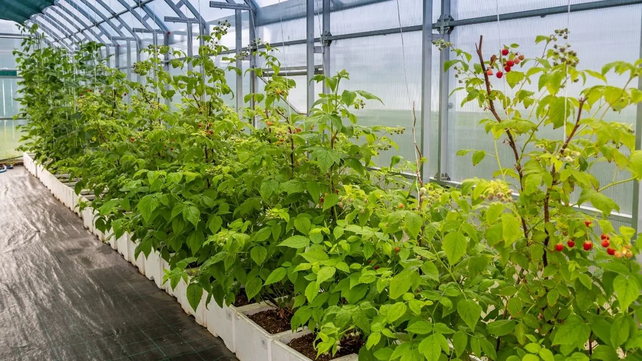 It is best to place your raspberry cuttings in greenhouses as they're vulnerable to extreme colds