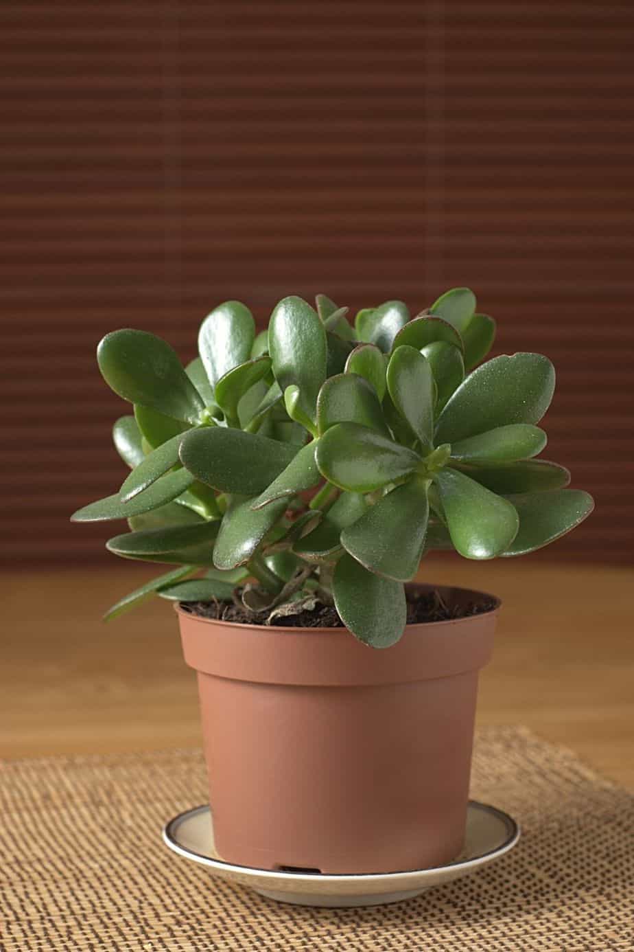 You can place the Jade Plant in a container filled with water, but make sure to replace the water every few days