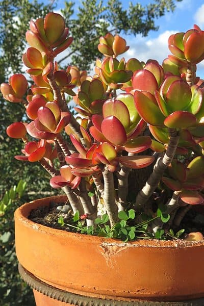 Jade Plant (Crassula argentea) enjoys being in direct sunlight