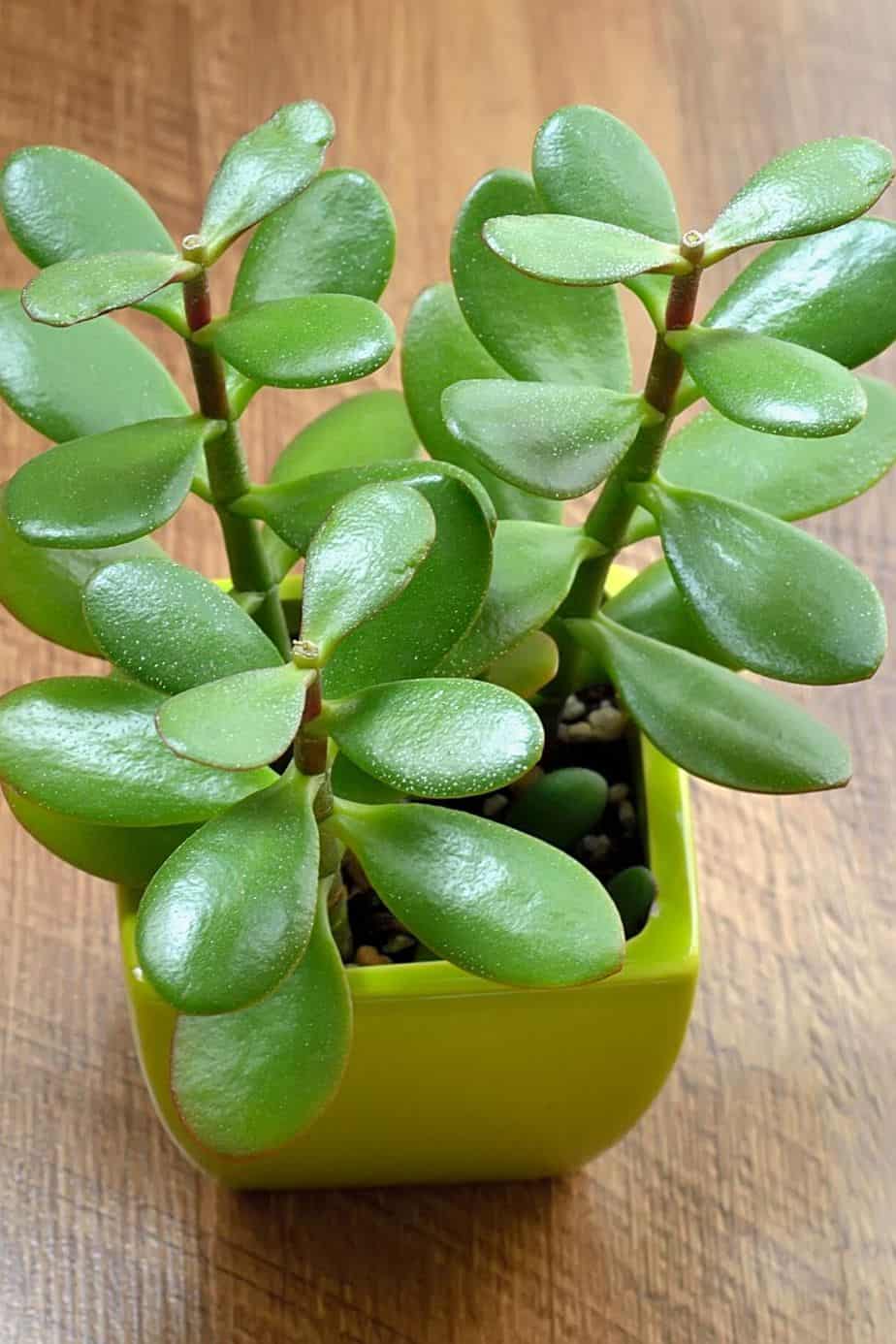Jade Plant is toxic for cats and dogs, but the cause of its toxicity is still unknown