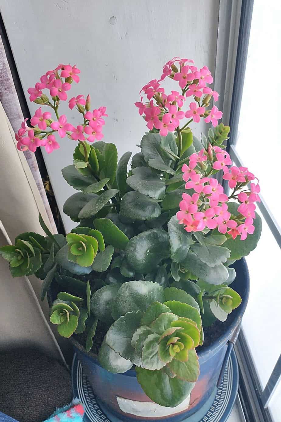 Despite the stunning flowers that Kalanchoe grows, it is toxic for cats
