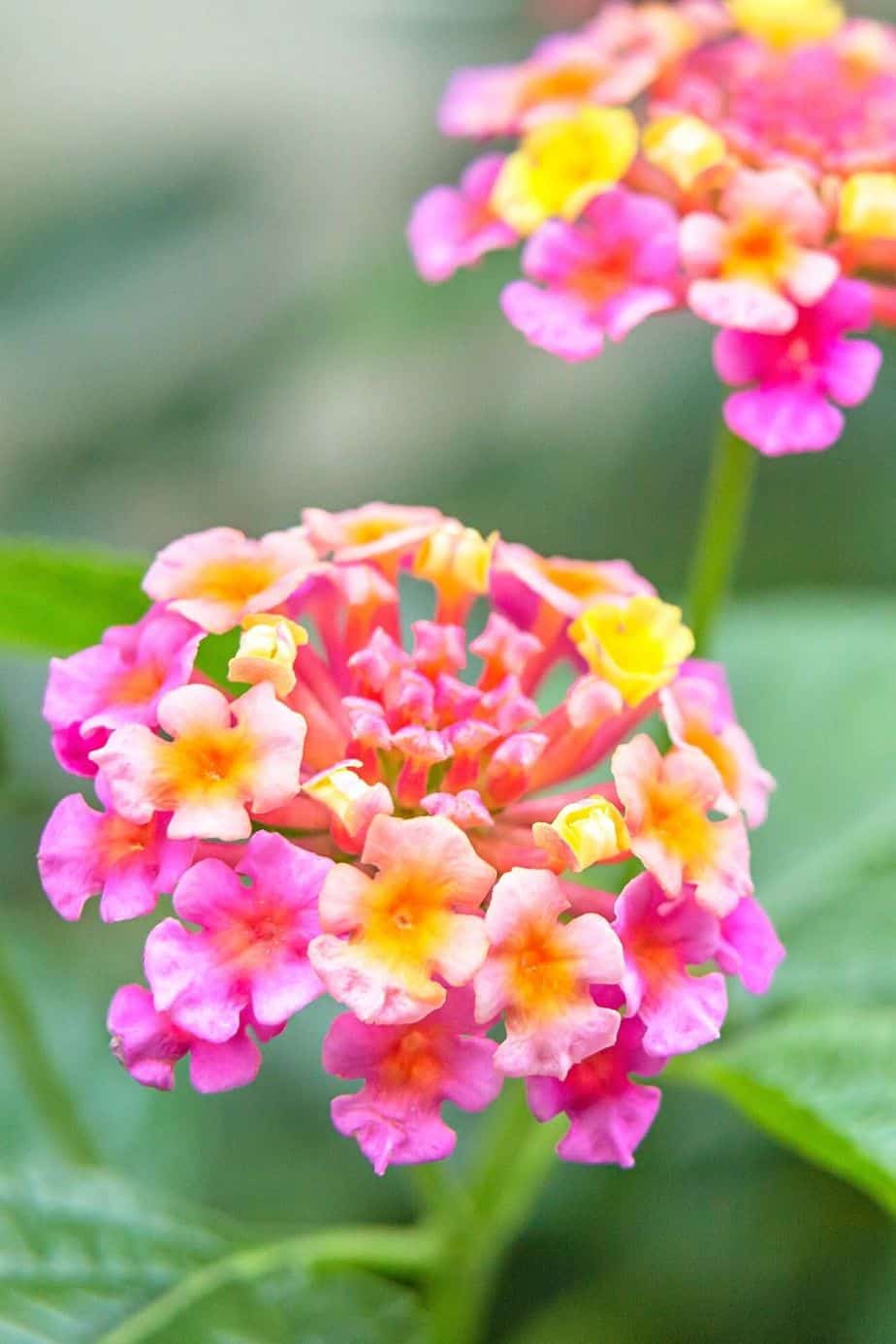 Keep Lantana away from cats as its toxic for them
