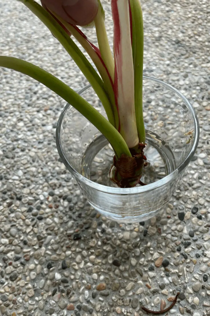 Leave the Philodendron birkin cutting 2-4 weeks in the water until roots are starting to form