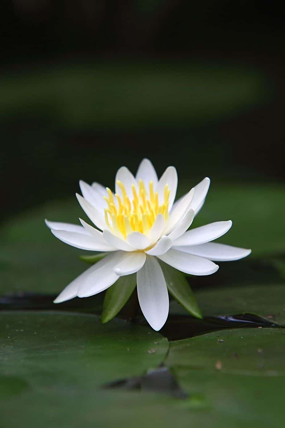 Lotus thrives in shallow and murky waters