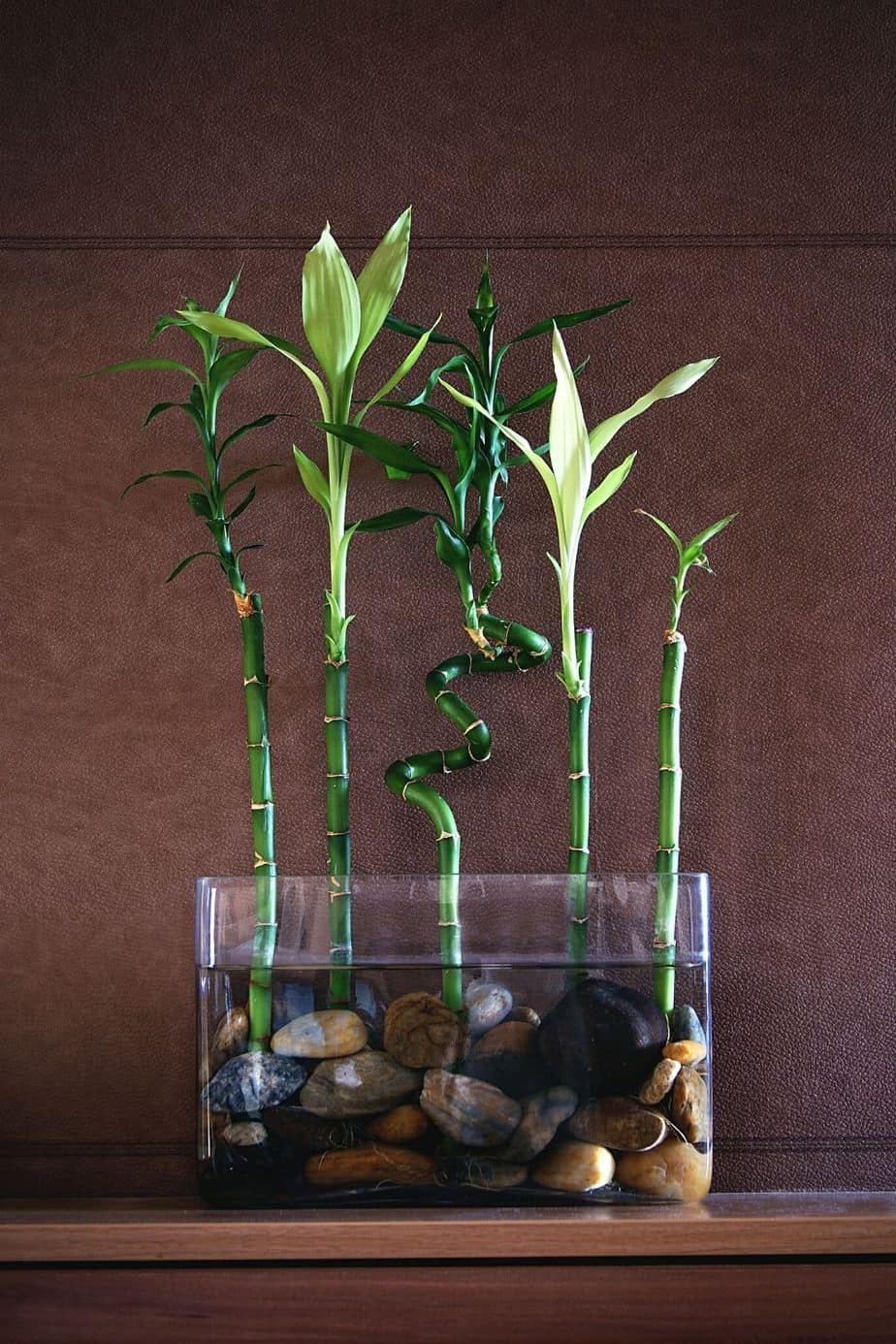 Make sure that the Lucky Bamboo's roots are submerged in water to avoid dehydration