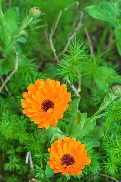 Despite its tiny colorful flowers, Marigold is safe for your dogs