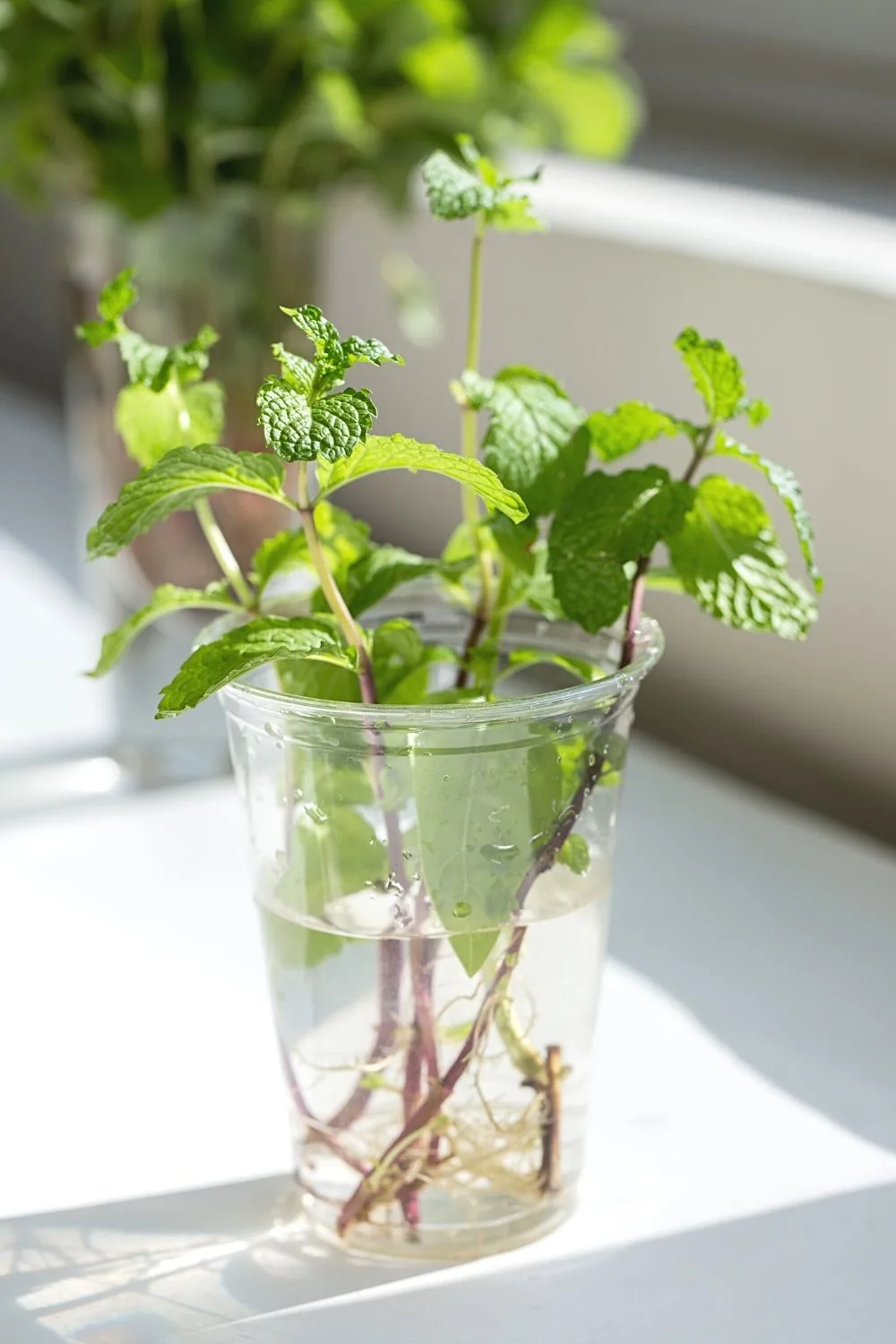 Mint is one of the herbs that you can grow at home in water