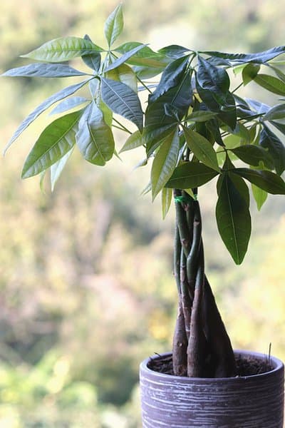 To help the Money Tree (Pachira Aquatica) thrive, place it in an area receiving bright but indirect light