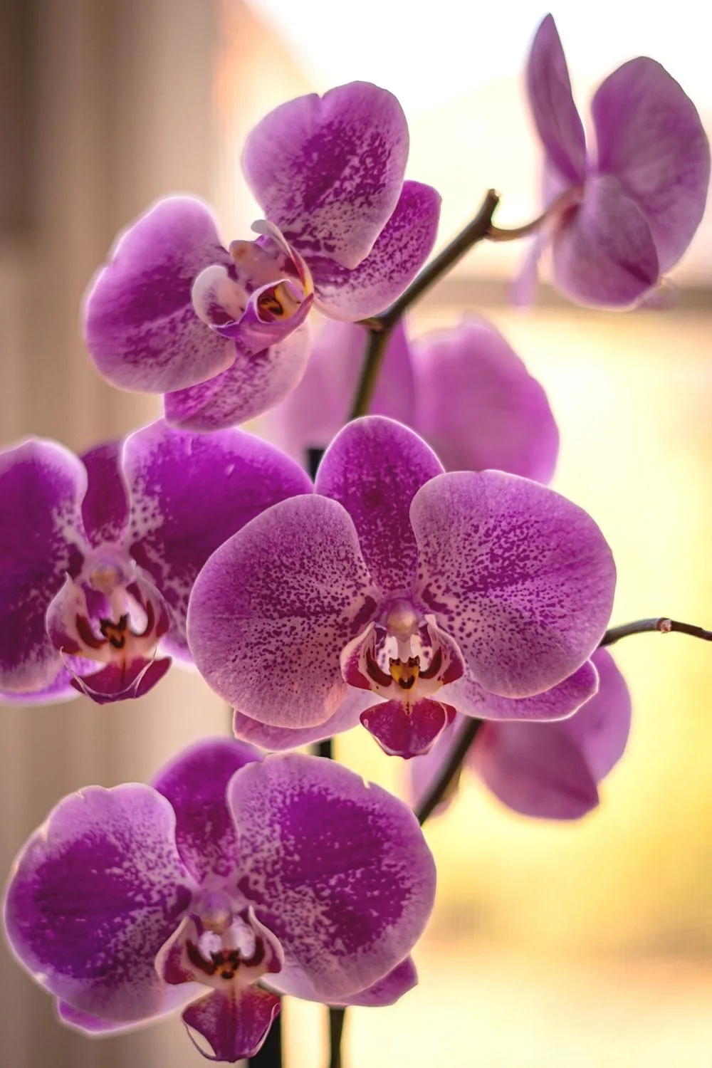 Moth Orchid (Phalaenopsis) blooms only once, aside from it's also hard to grow