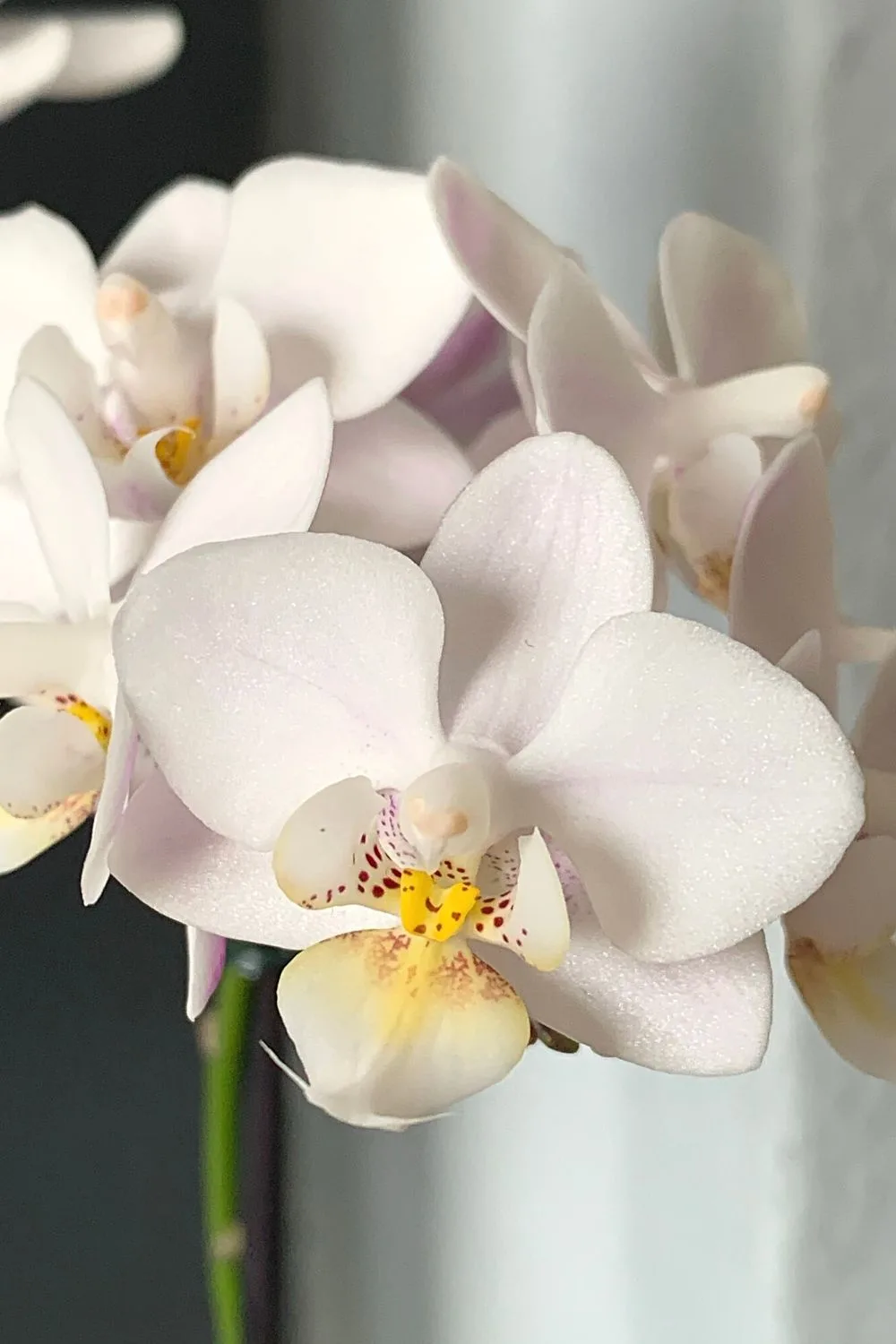 Moth Orchid grows well in both soil and water