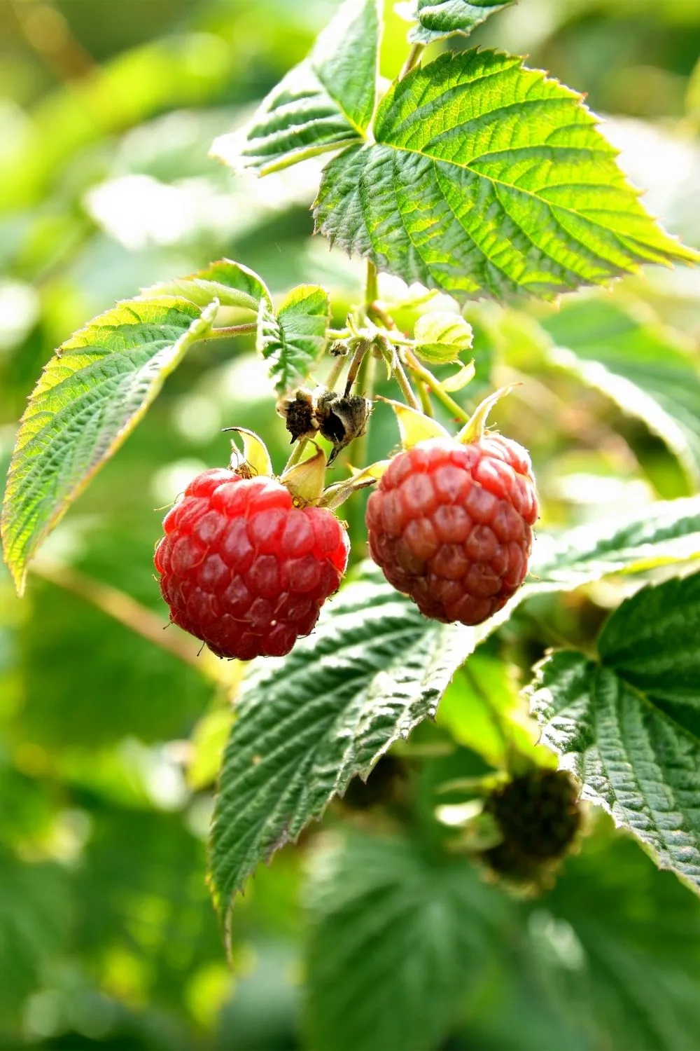 Not pruning your raspberry bush will result to a smaller harvest yield