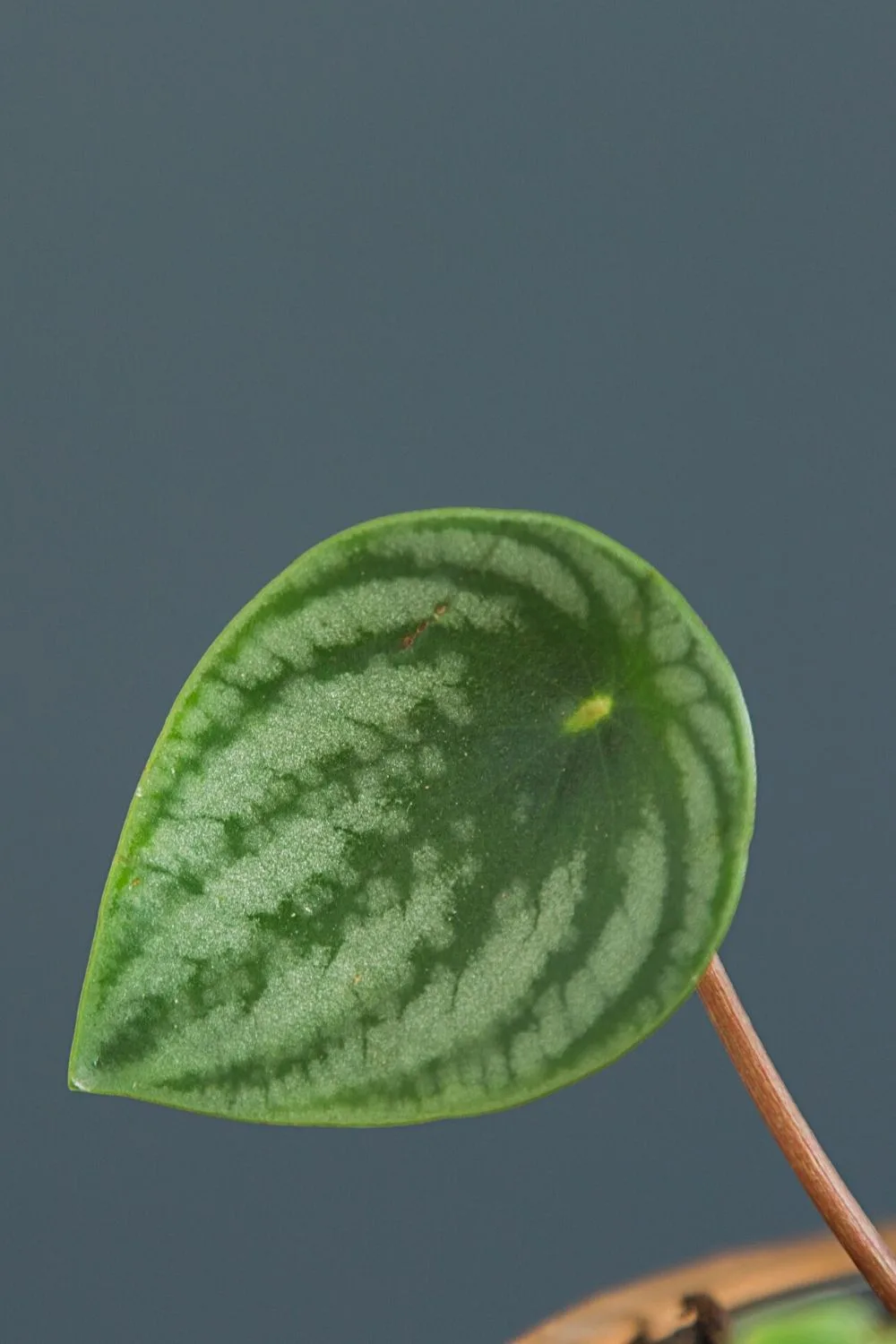 Once the baby Peperomia Watermelon plant has matured, you can cut off the mother leaf and propate it again