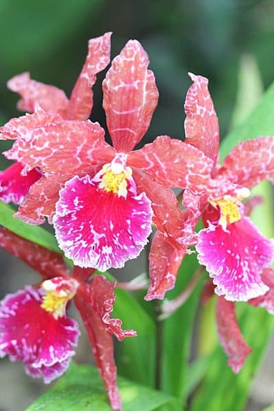 Despite its beautiful flowers, Orchid (Orchidaceae) is a hard-to-maintain plant