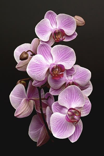 Orchids, though they live high from the ground, are safe for dogs