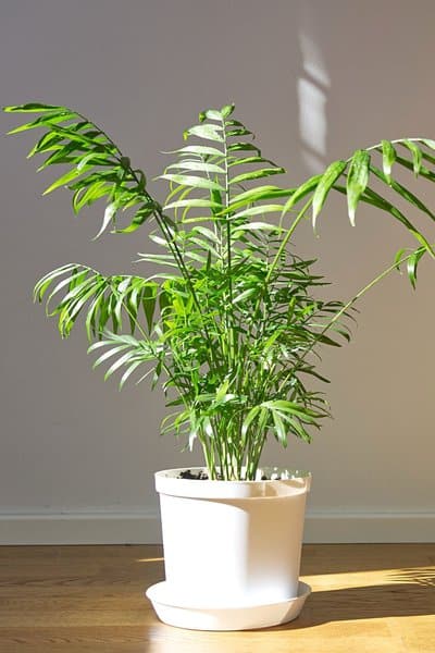 Parlor Palm is a low-maintenance plant that you can grow indoors together with your dog