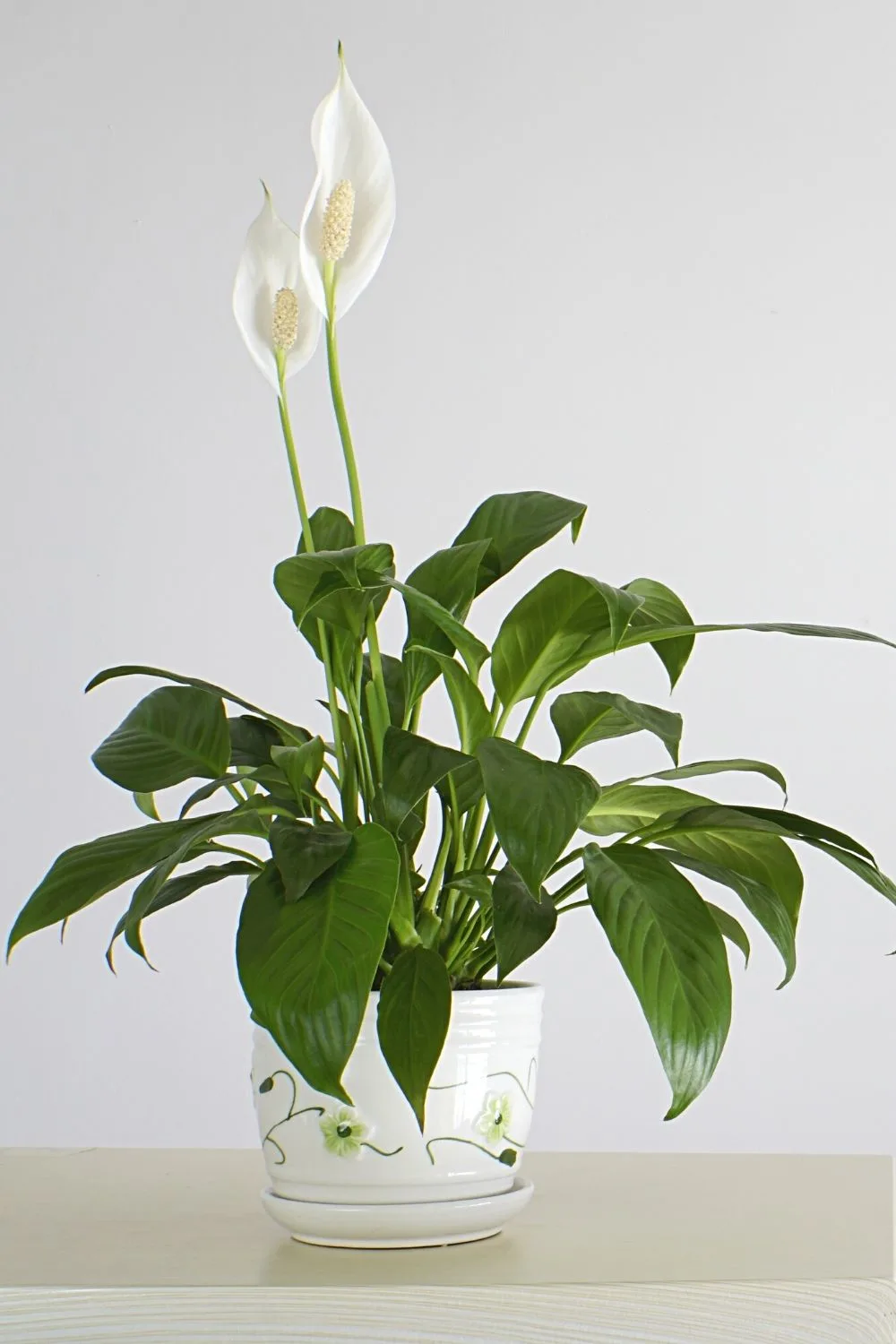 Peace Lily is a delicate plant that requires using lukewarm water to submerge its roots into