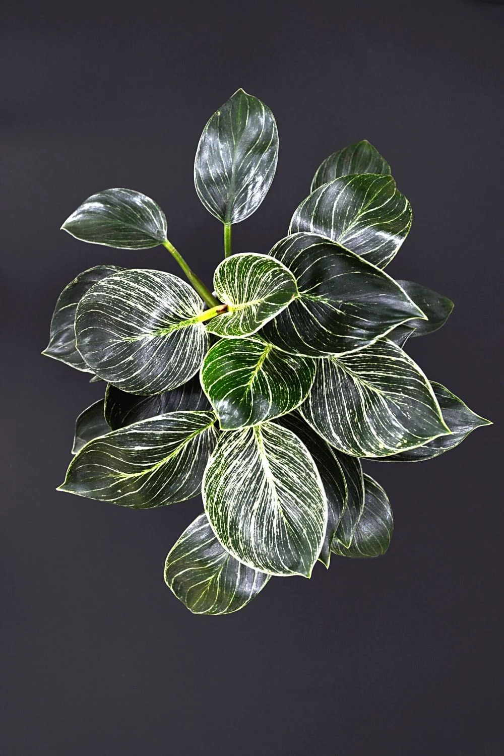 Philodendron Birkin came to be because of a rare gene mutation in the Rojo Congo Philodendron