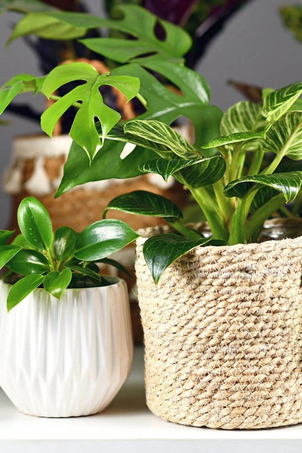 Philodendron Birkin thrives in humid conditions, hence, it's best to group them with other houseplants