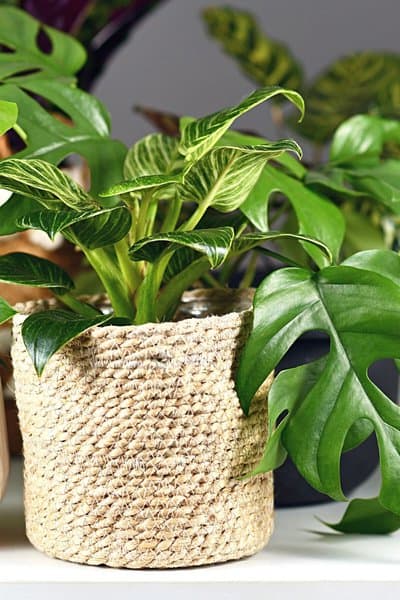 Philodendron Birkin thrives when placed with other houseplants due to the increased air humidity