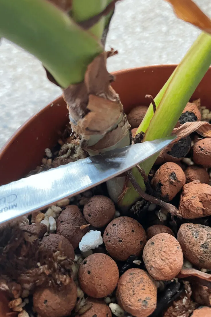 Philodendron birkin stem cutting with a node and leaves