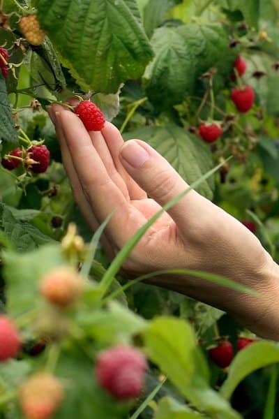 Plant your raspberries in the right conditions for it to thrive in Texas