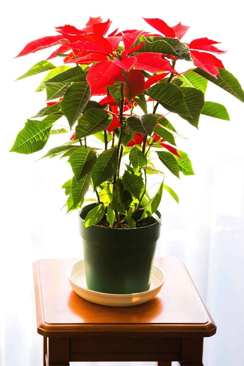 Despite being a popular plant during the Christmas season, Poinsettia isn't ideal to be grown when you have cats at home