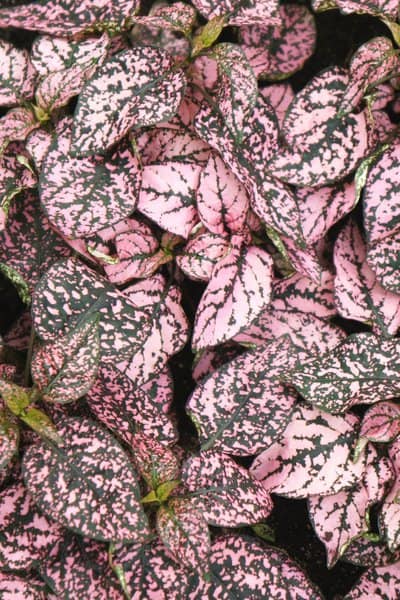 Polka Dot Plant, a safe plant for dogs, is known for its pale pink dotted leaves
