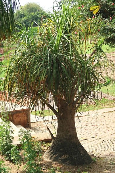 Ponytail Palm (Beaucarnea recurvata) can grow in either partial or full sunlight 