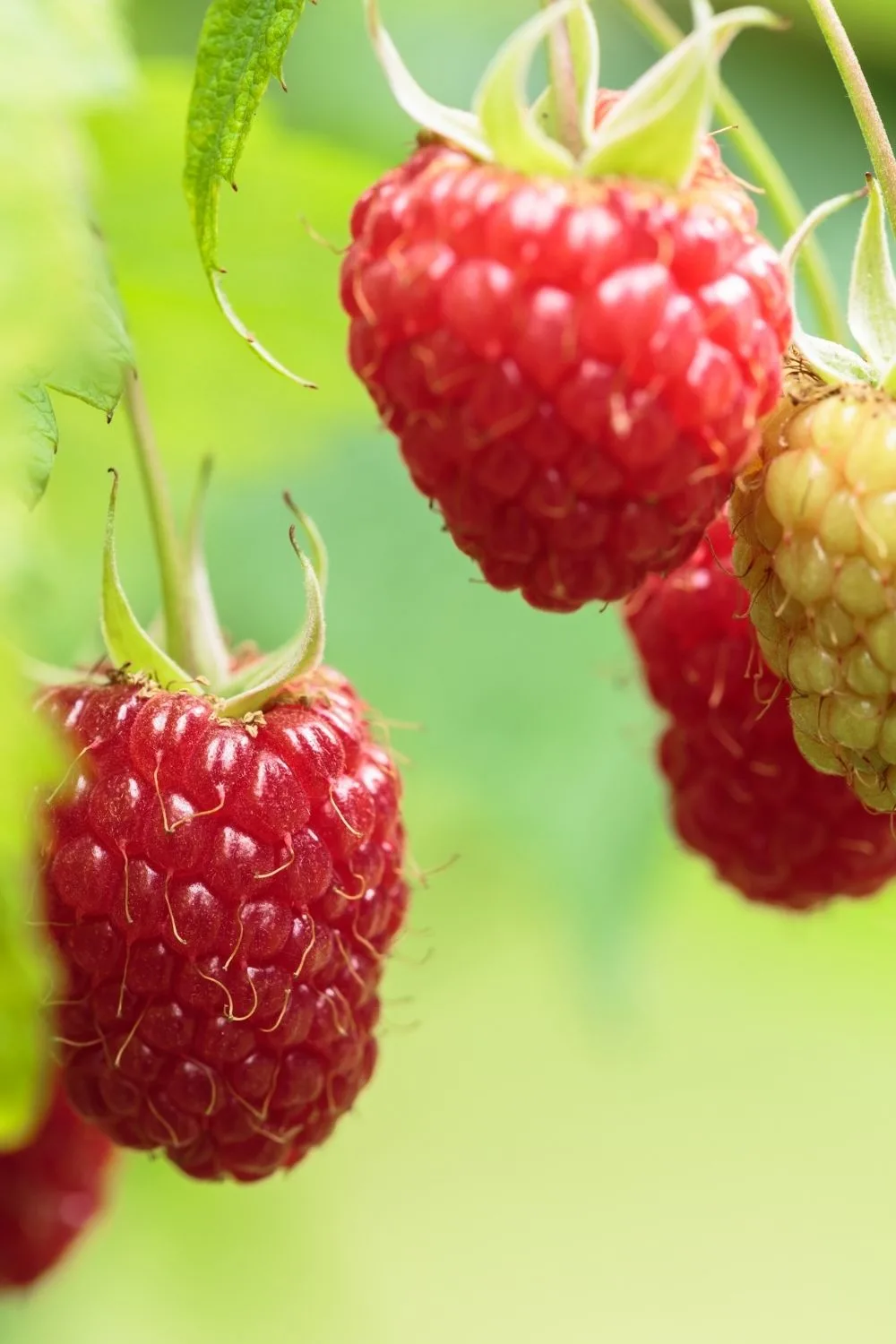Provide sufficient sunlight for your raspberries to grow beautifully