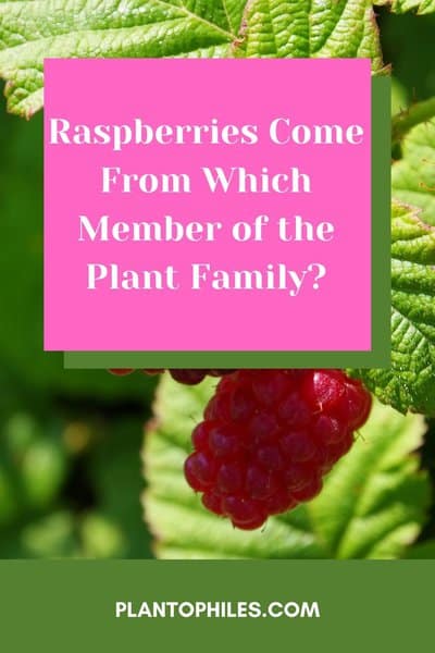 Raspberries Come From Which Member of the Plant Family