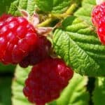 Raspberries Come From Which Member of the Plant Family